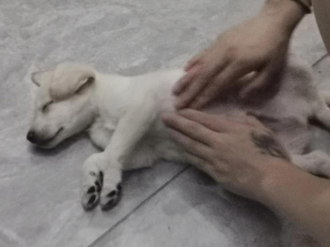 狗狗撑着了怎么办,狗撑到会怎么样?-第1张图片-后鲨宠物 狗狗撑着了怎么办,狗撑到会怎么样?-第1张图片-后鲨宠物