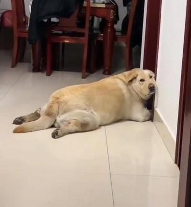 狗狗撑着了怎么办,狗撑到会怎么样?-第2张图片-后鲨宠物 狗狗撑着了怎么办,狗撑到会怎么样?-第2张图片-后鲨宠物