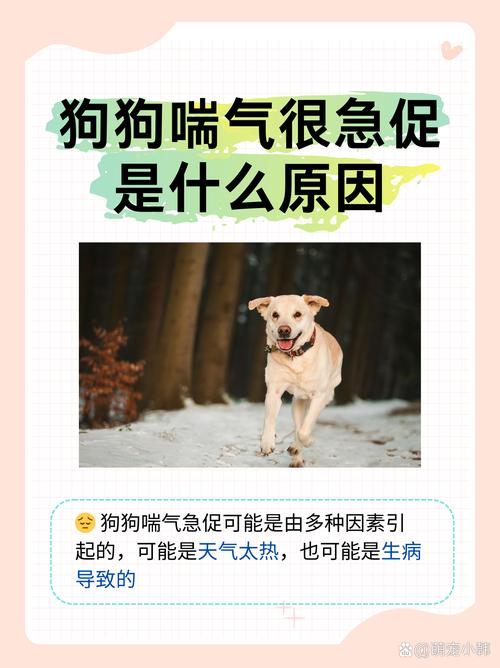 为什么狗狗一直喘气,狗狗一直喘气是什么原因-第5张图片-后鲨宠物 为什么狗狗一直喘气,狗狗一直喘气是什么原因-第5张图片-后鲨宠物