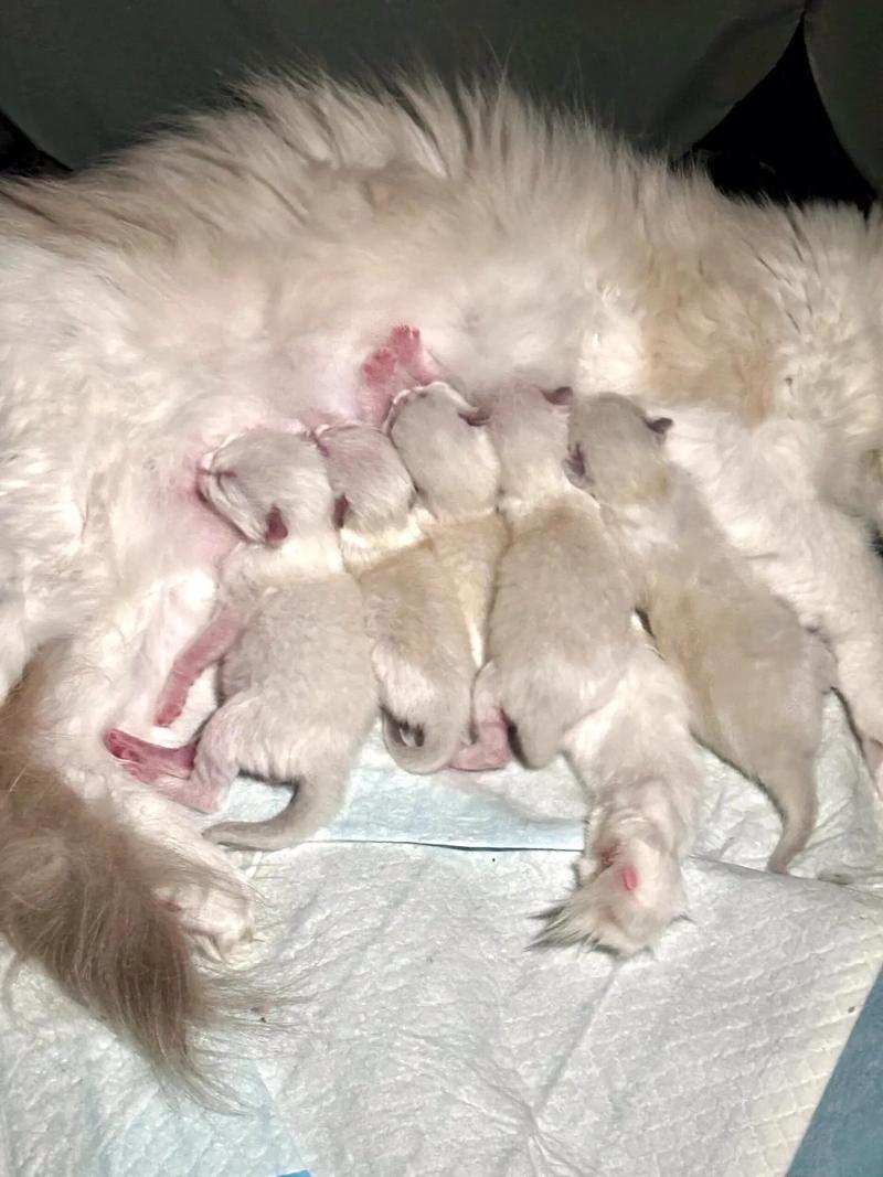 猫咪几月份生小猫_猫几月生崽子-第3张图片-后鲨宠物 猫咪几月份生小猫_猫几月生崽子-第3张图片-后鲨宠物
