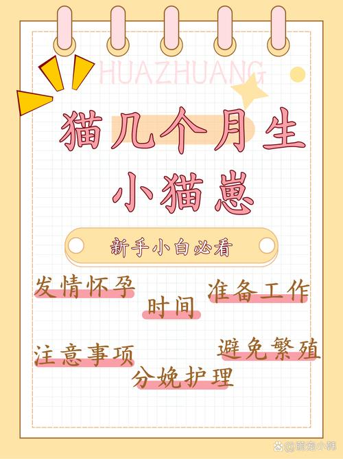 猫咪几月份生小猫_猫几月生崽子-第4张图片-后鲨宠物 猫咪几月份生小猫_猫几月生崽子-第4张图片-后鲨宠物