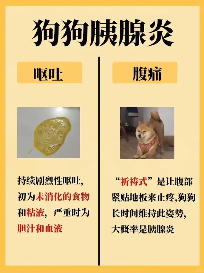 泰迪狗狗胰腺炎的症状,泰迪犬胰腺炎症状?-第2张图片-后鲨宠物 泰迪狗狗胰腺炎的症状,泰迪犬胰腺炎症状?-第2张图片-后鲨宠物