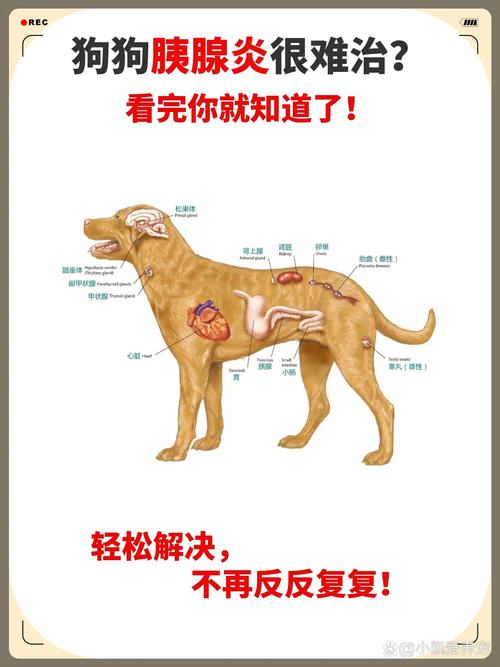 泰迪狗狗胰腺炎的症状,泰迪犬胰腺炎症状?-第4张图片-后鲨宠物 泰迪狗狗胰腺炎的症状,泰迪犬胰腺炎症状?-第4张图片-后鲨宠物