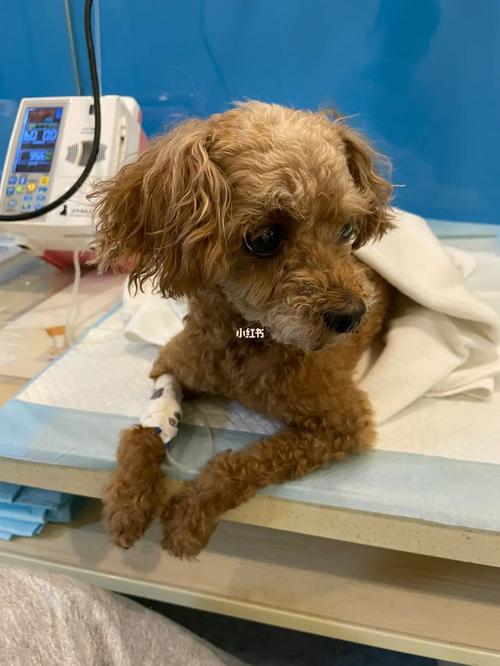 泰迪狗狗胰腺炎的症状,泰迪犬胰腺炎症状?-第6张图片-后鲨宠物 泰迪狗狗胰腺炎的症状,泰迪犬胰腺炎症状?-第6张图片-后鲨宠物