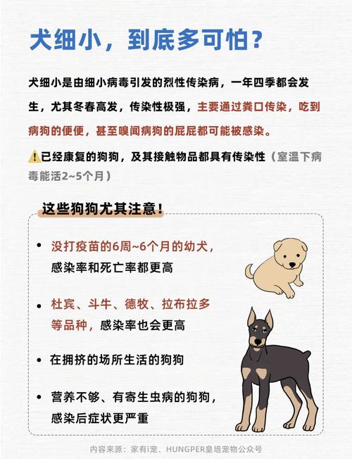 狗狗多大得细小,狗狗几岁得细小?-第3张图片-后鲨宠物 狗狗多大得细小,狗狗几岁得细小?-第3张图片-后鲨宠物