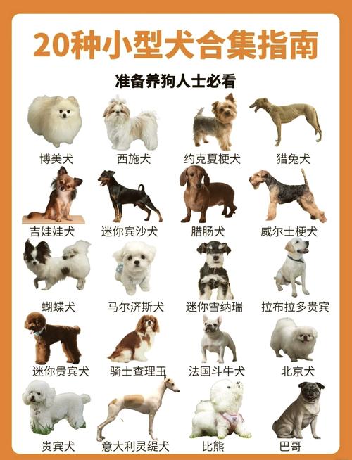 狗狗多大得细小,狗狗几岁得细小?-第6张图片-后鲨宠物 狗狗多大得细小,狗狗几岁得细小?-第6张图片-后鲨宠物