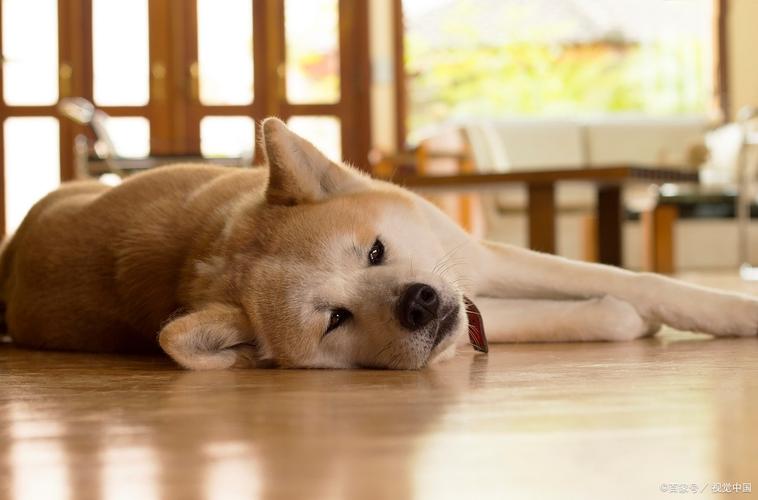 狗狗吃了猫砂怎么办,狗狗吃了猫砂怎么办小妙招?-第3张图片-后鲨宠物 狗狗吃了猫砂怎么办,狗狗吃了猫砂怎么办小妙招?-第3张图片-后鲨宠物