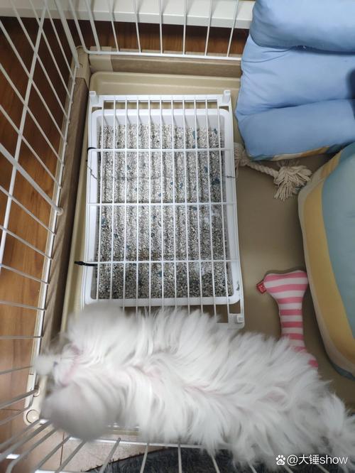 狗狗吃了猫砂怎么办,狗狗吃了猫砂怎么办小妙招?-第5张图片-后鲨宠物 狗狗吃了猫砂怎么办,狗狗吃了猫砂怎么办小妙招?-第5张图片-后鲨宠物