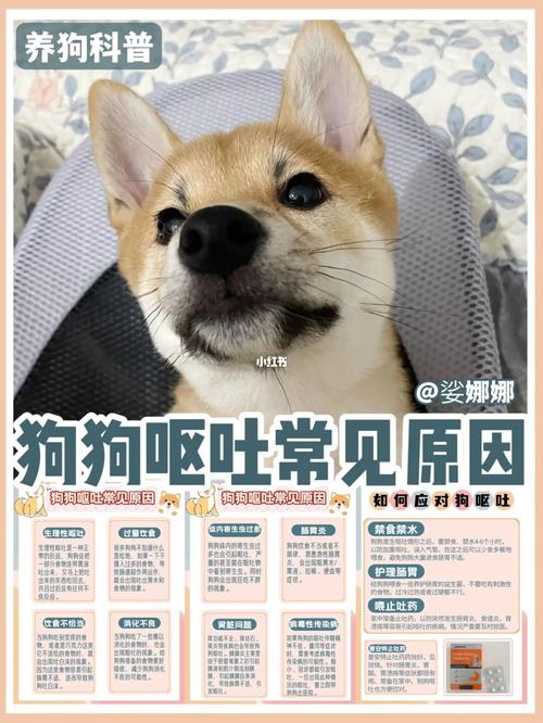 狗狗感冒吐了怎么办,狗感冒了吐了怎么回事-第3张图片-后鲨宠物 狗狗感冒吐了怎么办,狗感冒了吐了怎么回事-第3张图片-后鲨宠物