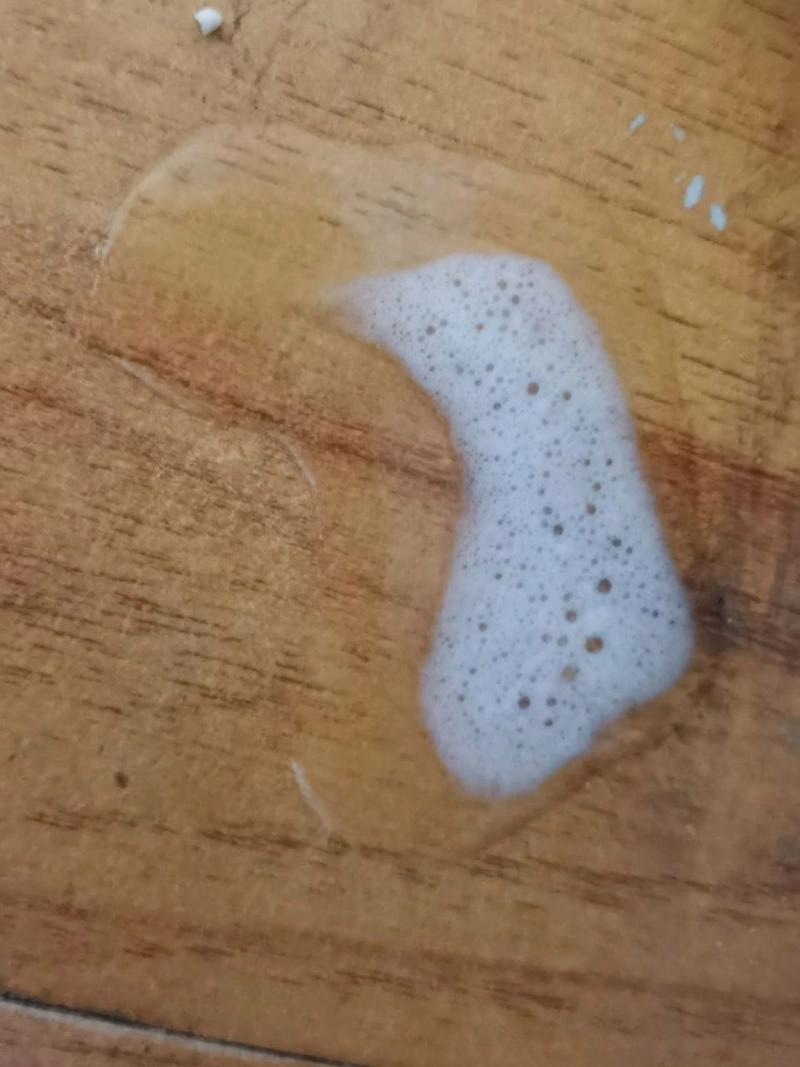 猫咪吐白沫拉稀怎么办_猫咪吐白沫,拉稀-第2张图片-后鲨宠物 猫咪吐白沫拉稀怎么办_猫咪吐白沫,拉稀-第2张图片-后鲨宠物