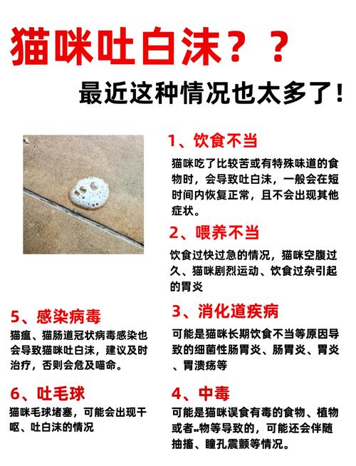 猫咪吐白沫拉稀怎么办_猫咪吐白沫,拉稀-第3张图片-后鲨宠物 猫咪吐白沫拉稀怎么办_猫咪吐白沫,拉稀-第3张图片-后鲨宠物
