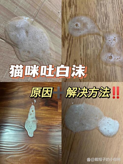 猫咪吐白沫拉稀怎么办_猫咪吐白沫,拉稀-第4张图片-后鲨宠物 猫咪吐白沫拉稀怎么办_猫咪吐白沫,拉稀-第4张图片-后鲨宠物