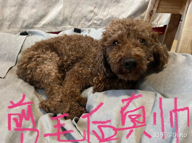 狗狗能用云南白药吗,狗能抹云南白药吗?-第1张图片-后鲨宠物 狗狗能用云南白药吗,狗能抹云南白药吗?-第1张图片-后鲨宠物