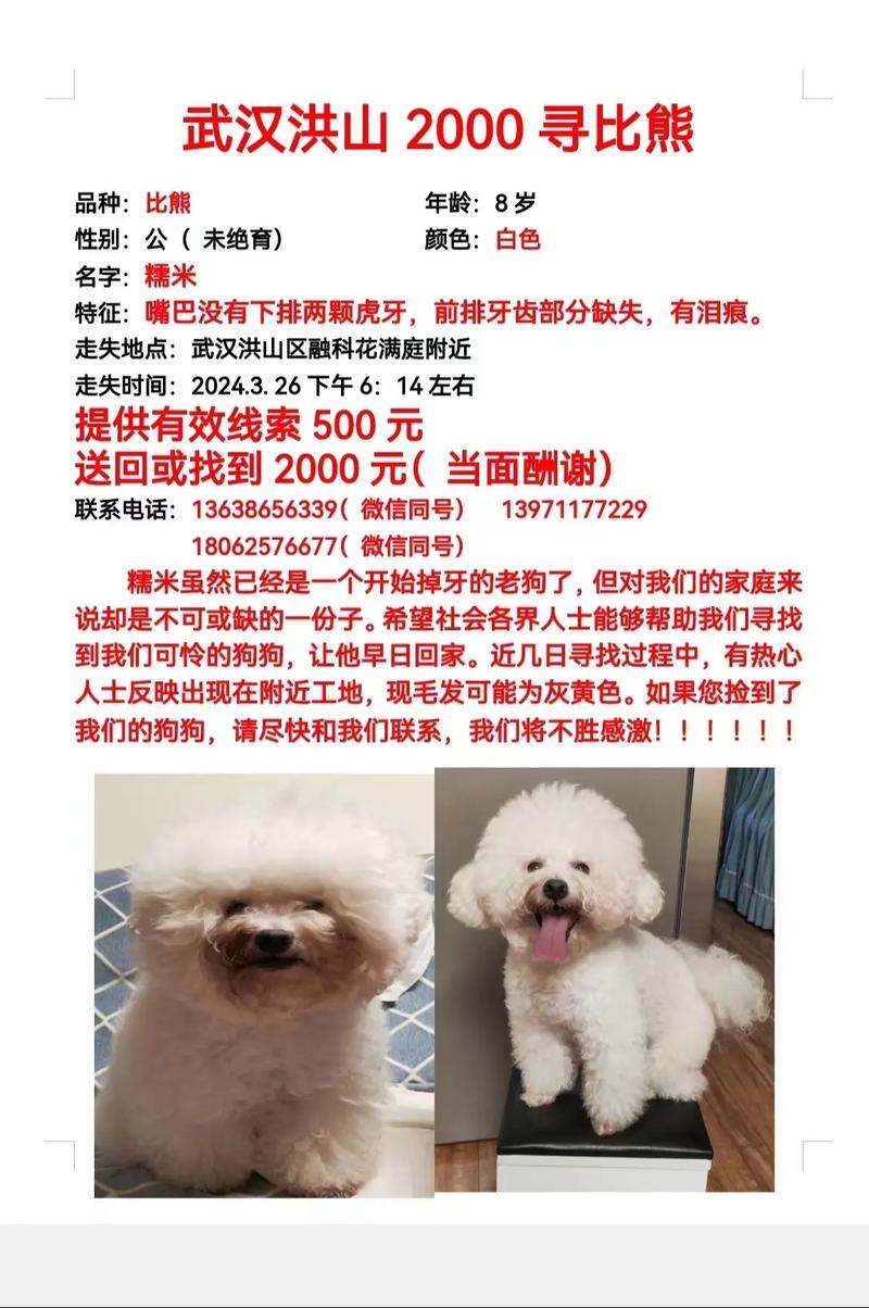 狗狗可以吃糯米吗,狗能吃糯米吗一点点?-第2张图片-后鲨宠物 狗狗可以吃糯米吗,狗能吃糯米吗一点点?-第2张图片-后鲨宠物