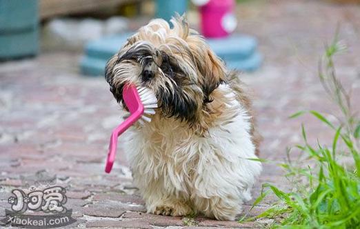 狗狗可以吃糯米吗,狗能吃糯米吗一点点?-第3张图片-后鲨宠物 狗狗可以吃糯米吗,狗能吃糯米吗一点点?-第3张图片-后鲨宠物