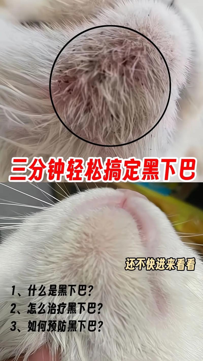 猫咪黑下巴什么样,猫咪黑下巴有什么危害吗?-第1张图片-后鲨宠物 猫咪黑下巴什么样,猫咪黑下巴有什么危害吗?-第1张图片-后鲨宠物