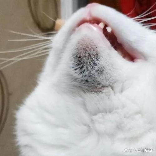 猫咪黑下巴什么样,猫咪黑下巴有什么危害吗?-第3张图片-后鲨宠物 猫咪黑下巴什么样,猫咪黑下巴有什么危害吗?-第3张图片-后鲨宠物