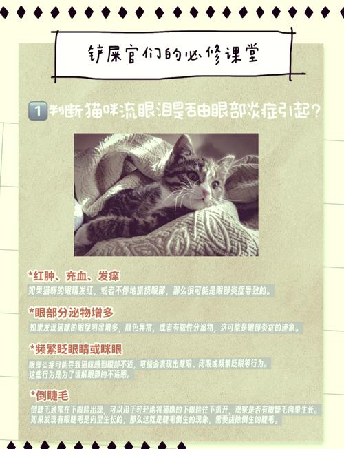 猫咪老是流眼泪,猫有流眼泪是怎么回事?-第1张图片-后鲨宠物 猫咪老是流眼泪,猫有流眼泪是怎么回事?-第1张图片-后鲨宠物