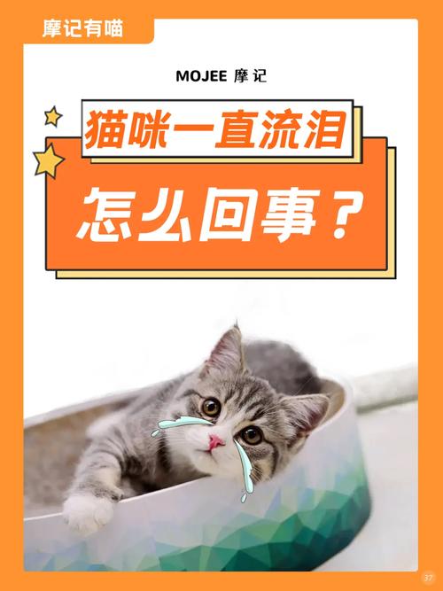 猫咪老是流眼泪,猫有流眼泪是怎么回事?-第4张图片-后鲨宠物 猫咪老是流眼泪,猫有流眼泪是怎么回事?-第4张图片-后鲨宠物
