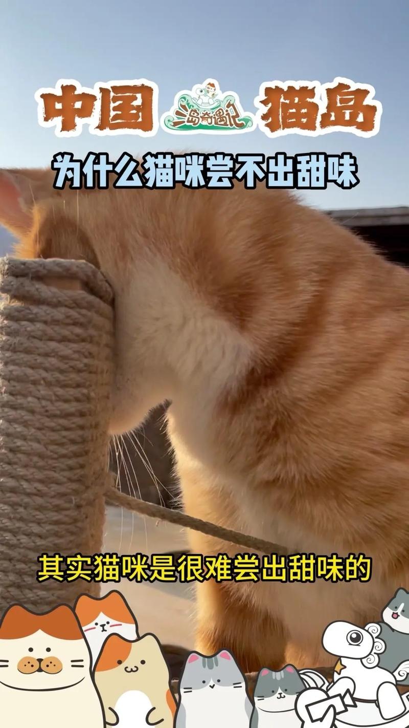 猫咪能不能吃糖,猫咪能不能吃糖心蛋?-第5张图片-后鲨宠物 猫咪能不能吃糖,猫咪能不能吃糖心蛋?-第5张图片-后鲨宠物