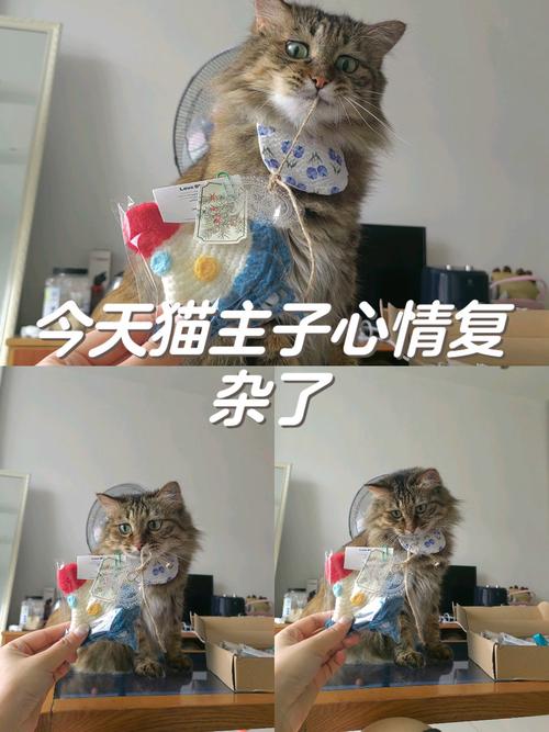 猫猫为什么喜欢咬人,猫为什么喜欢咬人玩-第1张图片-后鲨宠物 猫猫为什么喜欢咬人,猫为什么喜欢咬人玩-第1张图片-后鲨宠物