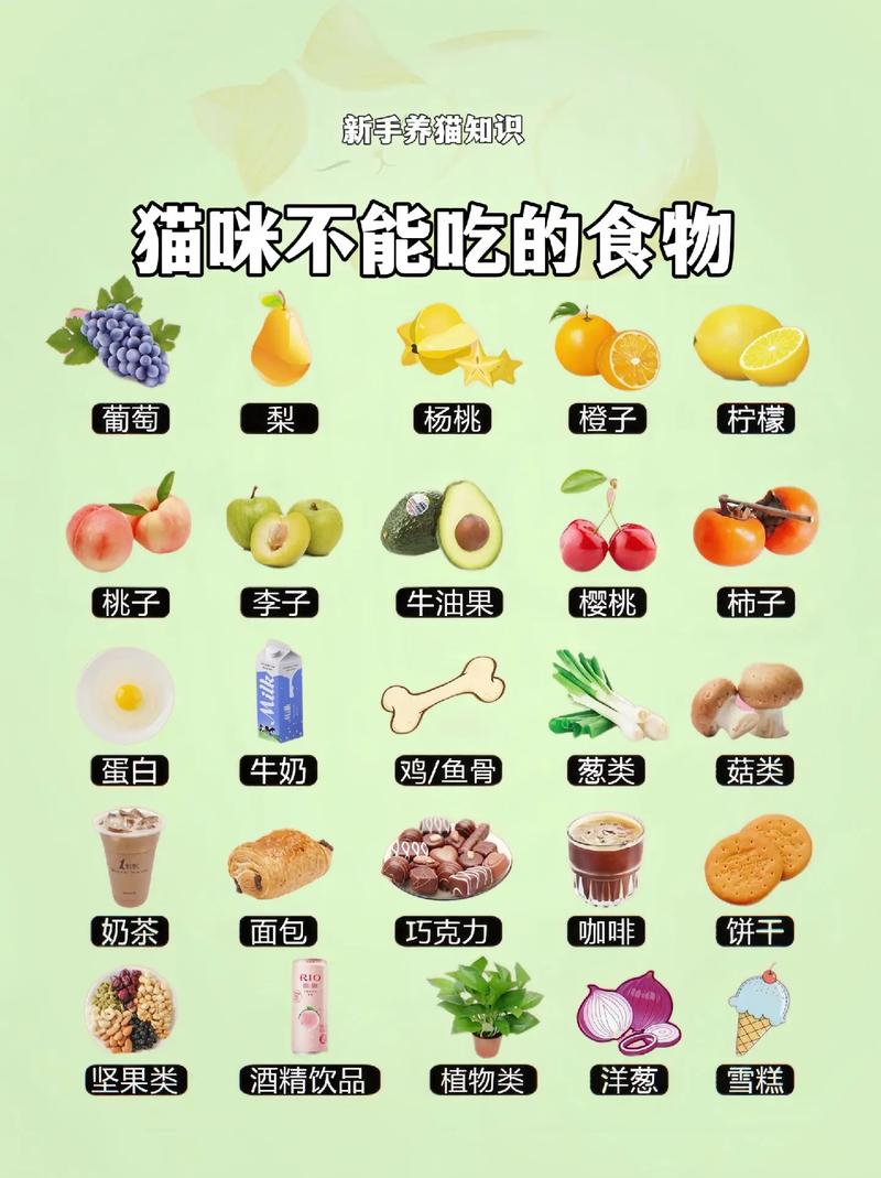 喂猫咪吃什么食物_喂猫应该喂什么-第4张图片-后鲨宠物 喂猫咪吃什么食物_喂猫应该喂什么-第4张图片-后鲨宠物
