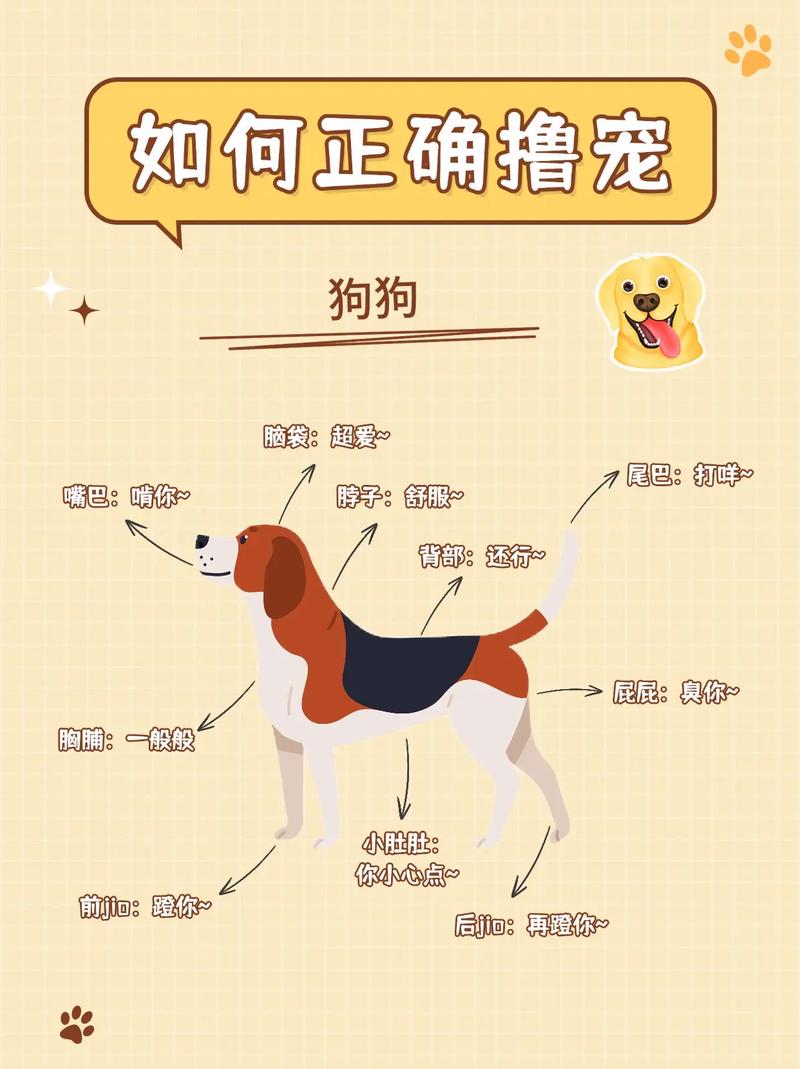 怎么教狗狗叼东西，怎么教会狗狗叼东西？-第5张图片-后鲨宠物