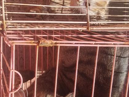 猫咪怕生怎么办,猫猫太怕生怎么办-第2张图片-后鲨宠物 猫咪怕生怎么办,猫猫太怕生怎么办-第2张图片-后鲨宠物