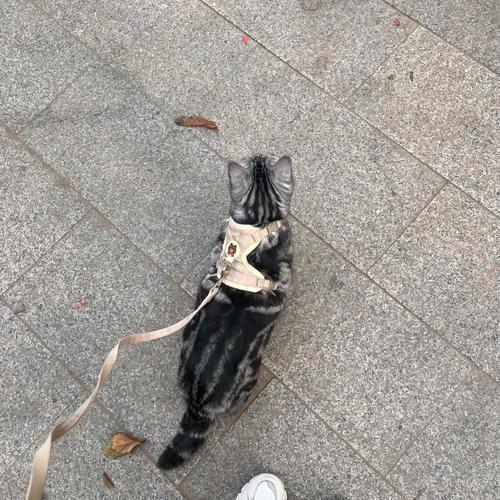 猫咪怕生怎么办,猫猫太怕生怎么办-第3张图片-后鲨宠物 猫咪怕生怎么办,猫猫太怕生怎么办-第3张图片-后鲨宠物