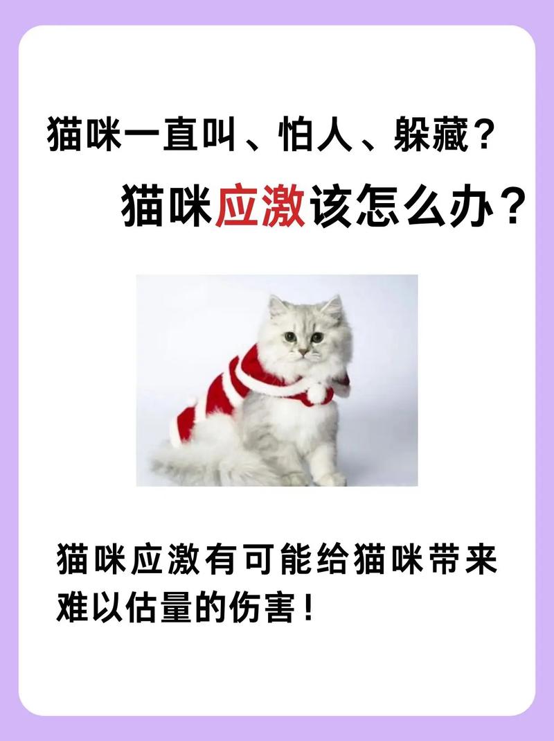猫咪怕生怎么办,猫猫太怕生怎么办-第4张图片-后鲨宠物 猫咪怕生怎么办,猫猫太怕生怎么办-第4张图片-后鲨宠物