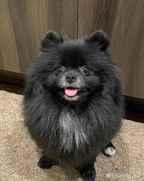 狗狗可以喝鱼汤吗,狗狗能喝鱼汤吗?-第1张图片-后鲨宠物 狗狗可以喝鱼汤吗,狗狗能喝鱼汤吗?-第1张图片-后鲨宠物