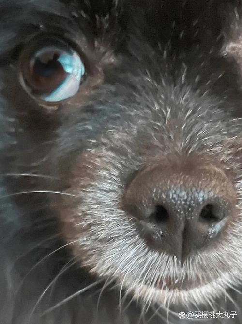 狗狗可以喝鱼汤吗,狗狗能喝鱼汤吗?-第2张图片-后鲨宠物 狗狗可以喝鱼汤吗,狗狗能喝鱼汤吗?-第2张图片-后鲨宠物