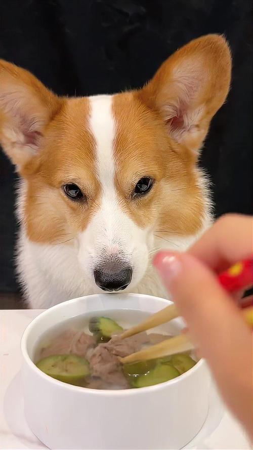 狗狗可以喝鱼汤吗,狗狗能喝鱼汤吗?-第3张图片-后鲨宠物 狗狗可以喝鱼汤吗,狗狗能喝鱼汤吗?-第3张图片-后鲨宠物