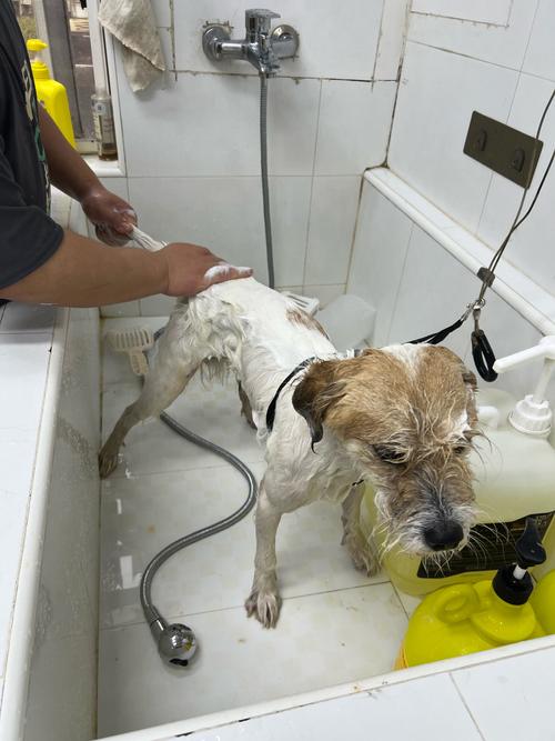 狗狗身上有伤口可以洗澡吗_狗狗身上有伤口需要包扎吗-第5张图片-后鲨宠物 狗狗身上有伤口可以洗澡吗_狗狗身上有伤口需要包扎吗-第5张图片-后鲨宠物