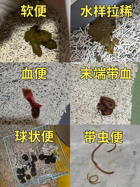 猫咪拉肚子不吃东西,猫咪拉肚子不吃东西怎么回事?-第2张图片-后鲨宠物 猫咪拉肚子不吃东西,猫咪拉肚子不吃东西怎么回事?-第2张图片-后鲨宠物