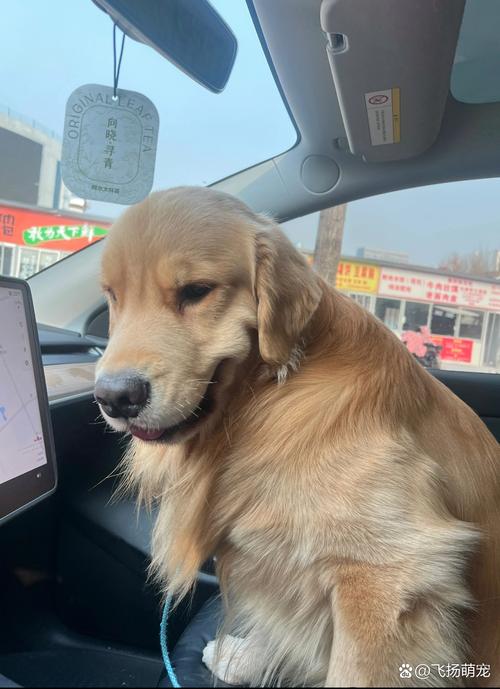 狗狗能坐副驾驶吗,狗可以坐副驾驶下面吗-第1张图片-后鲨宠物 狗狗能坐副驾驶吗,狗可以坐副驾驶下面吗-第1张图片-后鲨宠物