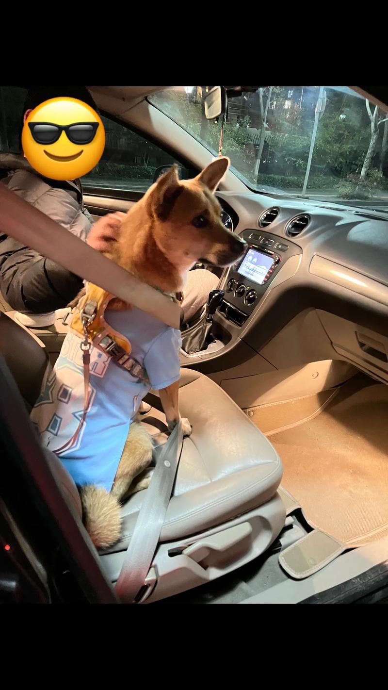 狗狗能坐副驾驶吗,狗可以坐副驾驶下面吗-第2张图片-后鲨宠物 狗狗能坐副驾驶吗,狗可以坐副驾驶下面吗-第2张图片-后鲨宠物