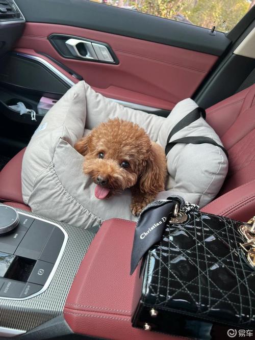 狗狗能坐副驾驶吗,狗可以坐副驾驶下面吗-第5张图片-后鲨宠物 狗狗能坐副驾驶吗,狗可以坐副驾驶下面吗-第5张图片-后鲨宠物