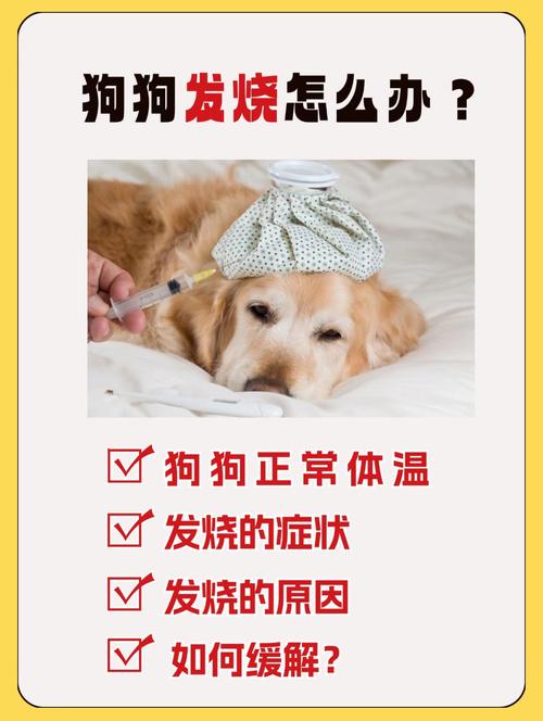 狗狗发烧了怎么办_狗狗发烧了怎么办如何退烧吃什么药-第5张图片-后鲨宠物 狗狗发烧了怎么办_狗狗发烧了怎么办如何退烧吃什么药-第5张图片-后鲨宠物
