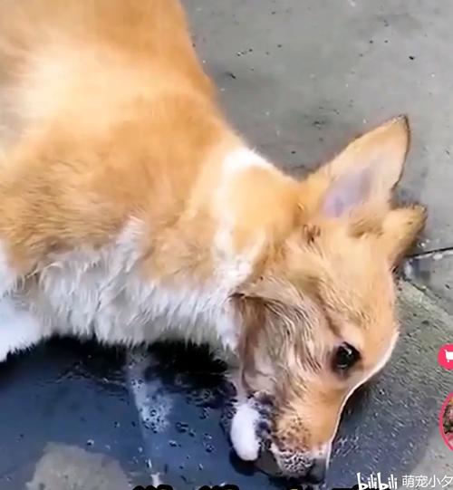 狗狗吃耗子药什么症状,狗狗吃耗子药什么症状最严重?-第2张图片-后鲨宠物 狗狗吃耗子药什么症状,狗狗吃耗子药什么症状最严重?-第2张图片-后鲨宠物