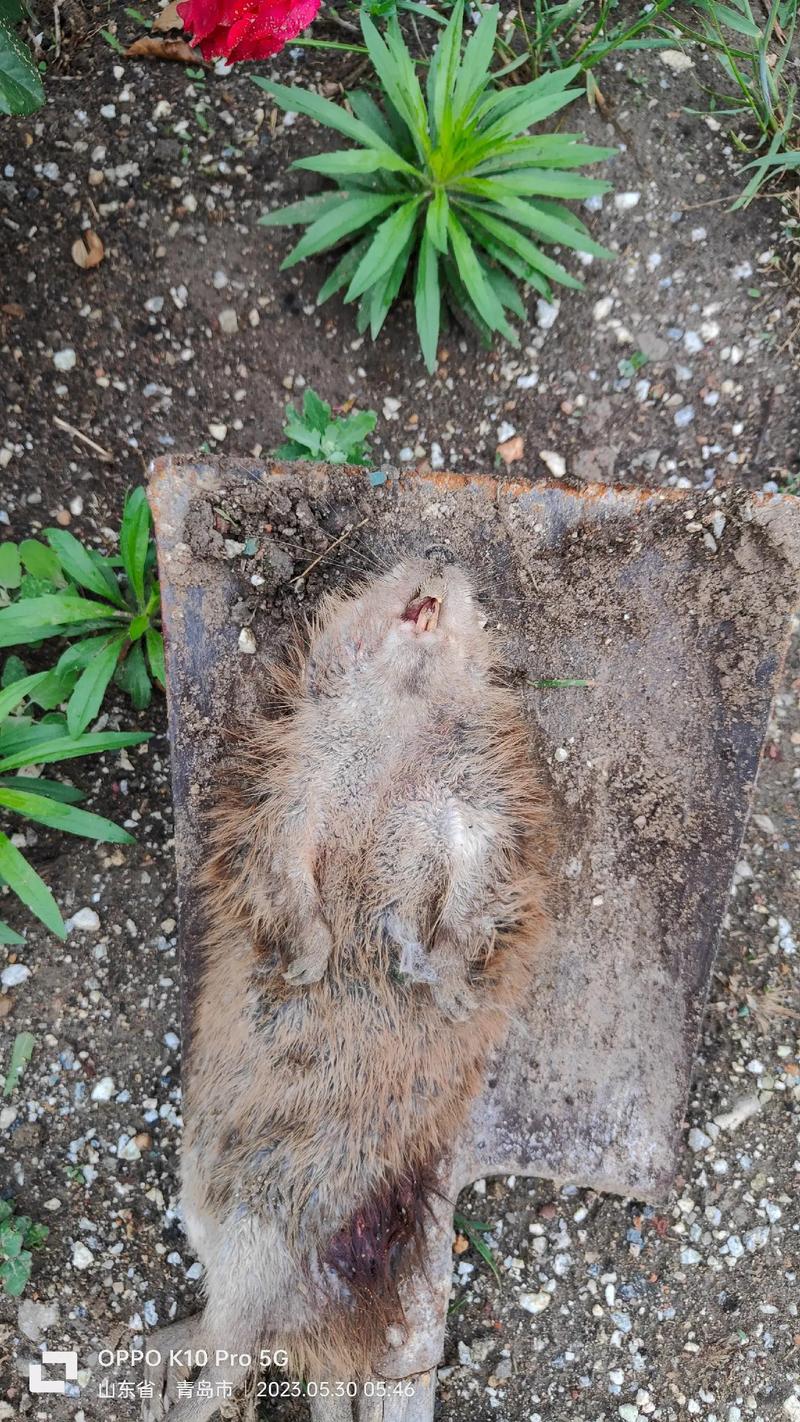 狗狗吃耗子药什么症状,狗狗吃耗子药什么症状最严重?-第4张图片-后鲨宠物 狗狗吃耗子药什么症状,狗狗吃耗子药什么症状最严重?-第4张图片-后鲨宠物