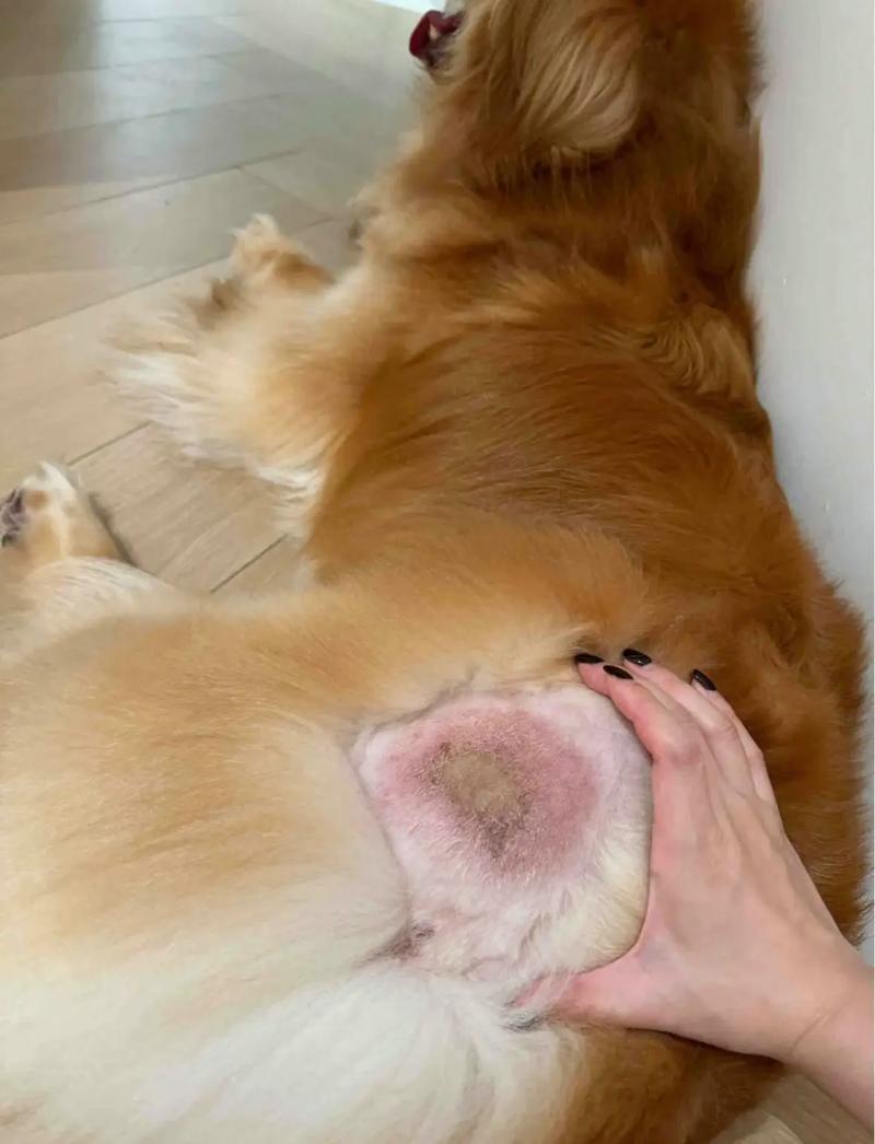 狗狗吃耗子药什么症状,狗狗吃耗子药什么症状最严重?-第5张图片-后鲨宠物 狗狗吃耗子药什么症状,狗狗吃耗子药什么症状最严重?-第5张图片-后鲨宠物