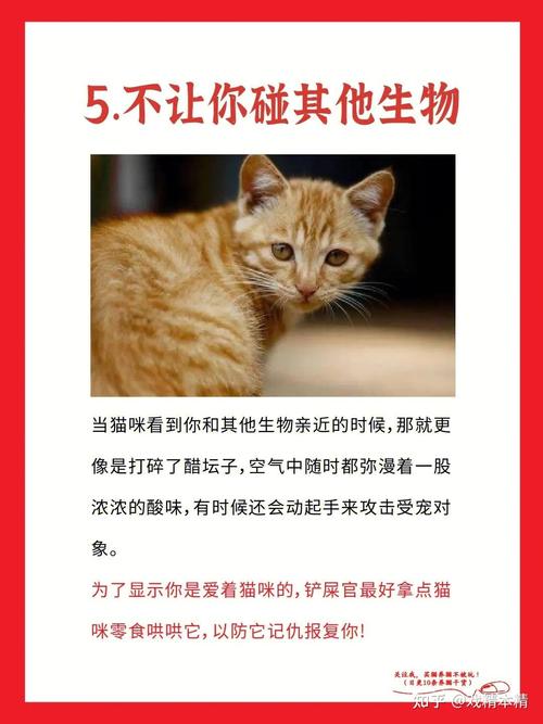  猫咪可以过安检吗，猫咪能过安检的x光吗-第1张图片-后鲨宠物