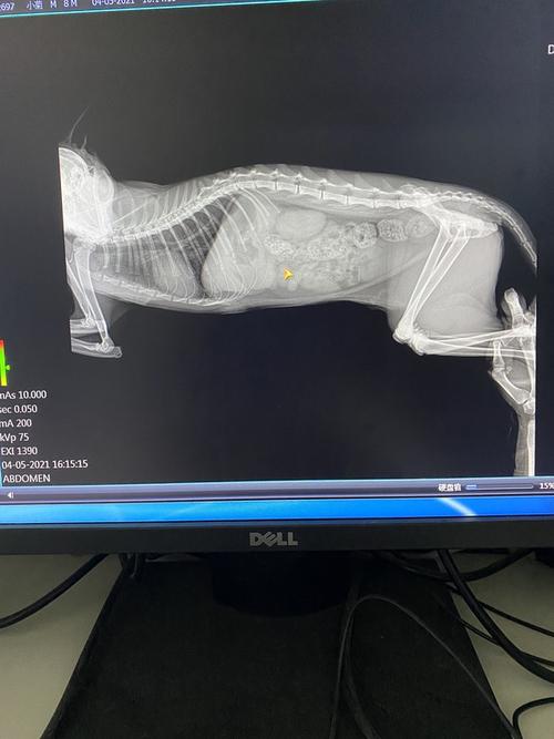  猫咪可以过安检吗，猫咪能过安检的x光吗-第3张图片-后鲨宠物