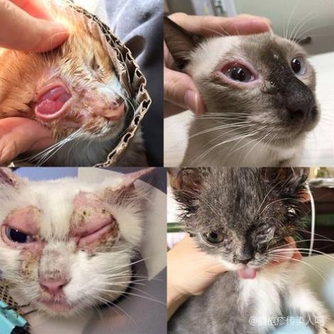 猫咪疱疹病毒传染人吗,猫疱疹病毒会传染吗?-第2张图片-后鲨宠物 猫咪疱疹病毒传染人吗,猫疱疹病毒会传染吗?-第2张图片-后鲨宠物