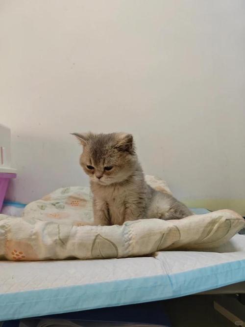 猫咪打喷嚏拉稀_猫咪打喷嚏拉稀是感冒了吗-第1张图片-后鲨宠物 猫咪打喷嚏拉稀_猫咪打喷嚏拉稀是感冒了吗-第1张图片-后鲨宠物