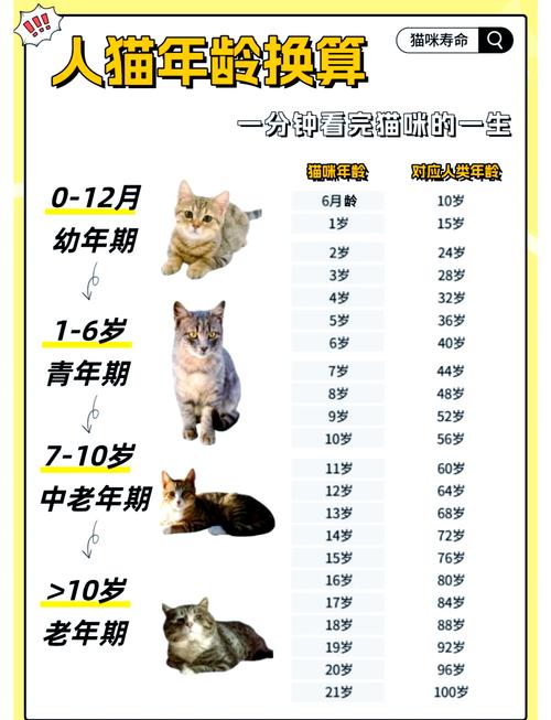 猫咪有叛逆期吗_猫咪是否有叛逆期-第1张图片-后鲨宠物 猫咪有叛逆期吗_猫咪是否有叛逆期-第1张图片-后鲨宠物