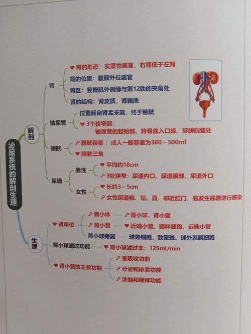 狗狗的膀胱在哪里_狗的膀胱在一侧还是中间-第1张图片-后鲨宠物 狗狗的膀胱在哪里_狗的膀胱在一侧还是中间-第1张图片-后鲨宠物
