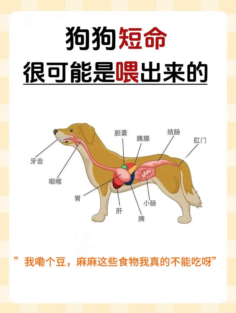 狗狗的膀胱在哪里_狗的膀胱在一侧还是中间-第5张图片-后鲨宠物 狗狗的膀胱在哪里_狗的膀胱在一侧还是中间-第5张图片-后鲨宠物