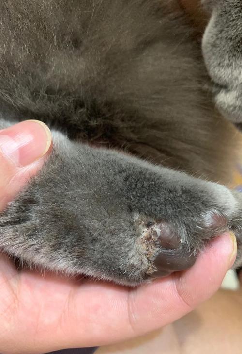猫咪脚上长癣怎么办,猫脚上有癣怎么治好得快?-第1张图片-后鲨宠物 猫咪脚上长癣怎么办,猫脚上有癣怎么治好得快?-第1张图片-后鲨宠物
